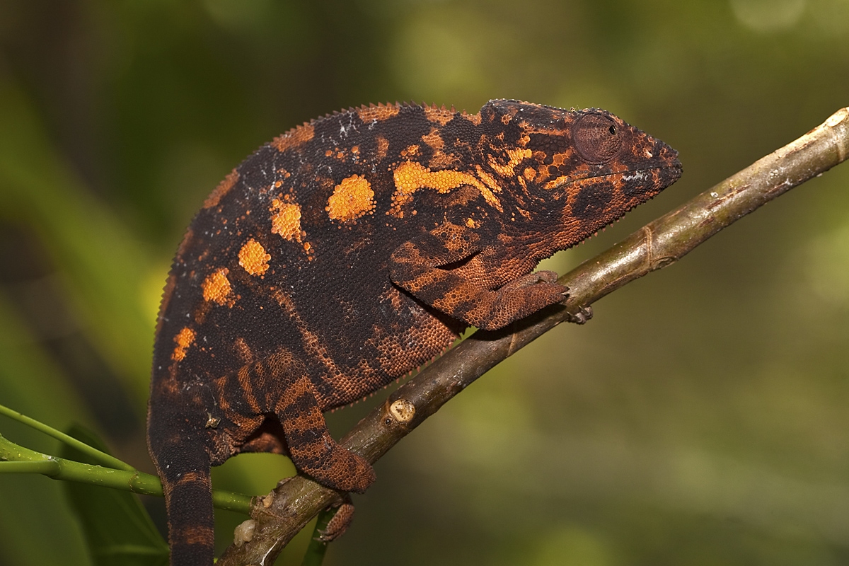 Chameleon pardálí, park Peyrieras, Madagaskar
